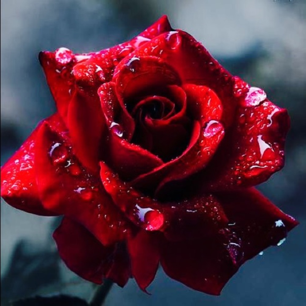 Meet your Posher, Ahlam